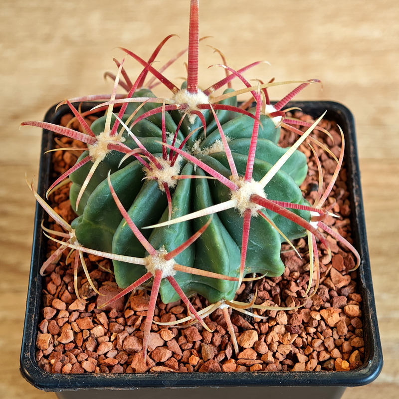 648 - Ferocactus latispinus