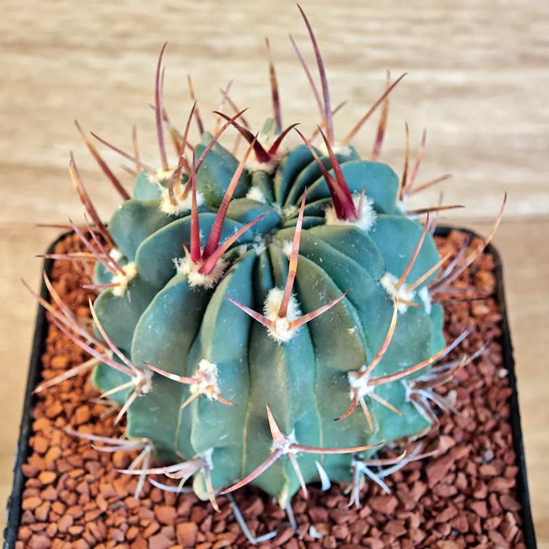 649 - Echinofossulocactus coptonogonus