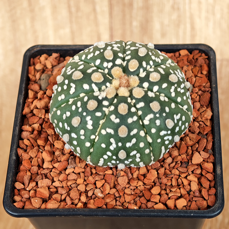 650 - Astrophytum asterias 'Super Kabuto'