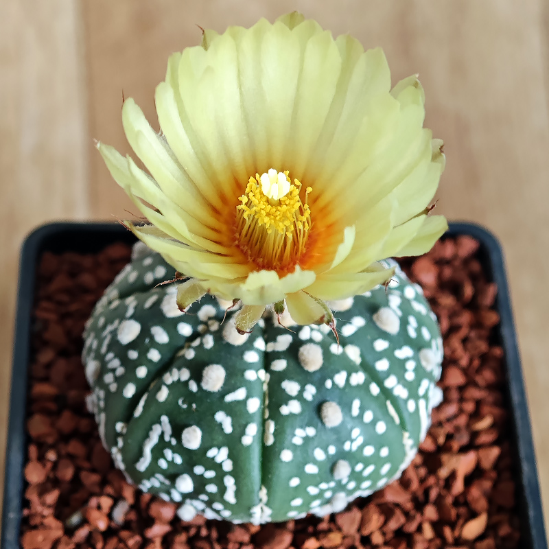 650 - Astrophytum asterias hybrid