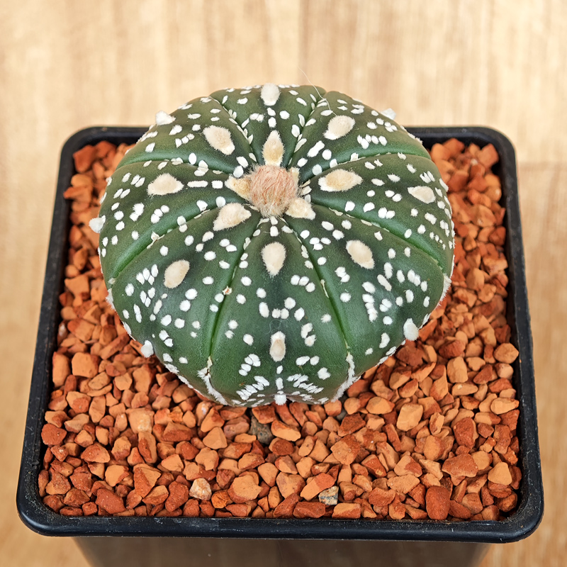 651 - Astrophytum asterias 'Super Kabuto'