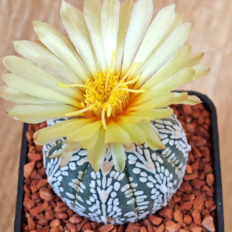653 - Astrophytum asterias 'Super Kabuto' V-type