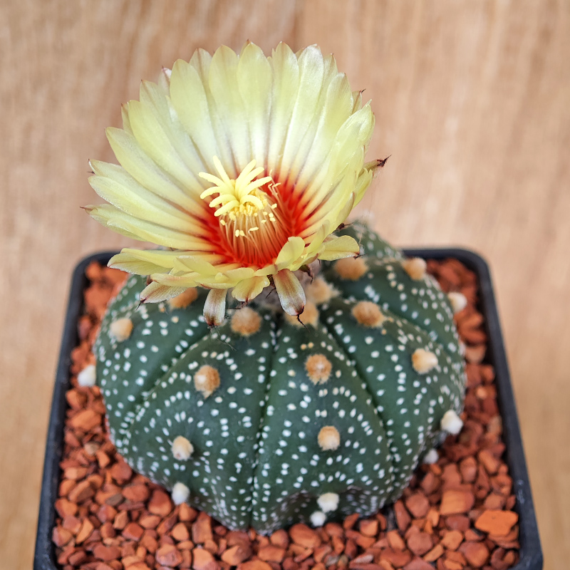 654 - Astrophytum asterias