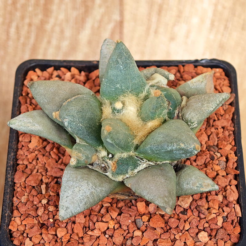655 - Ariocarpus retusus ssp. jarmilae 'Galgana, NL'