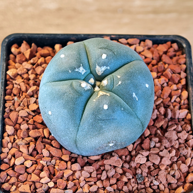 657 - Lophophora williamsii