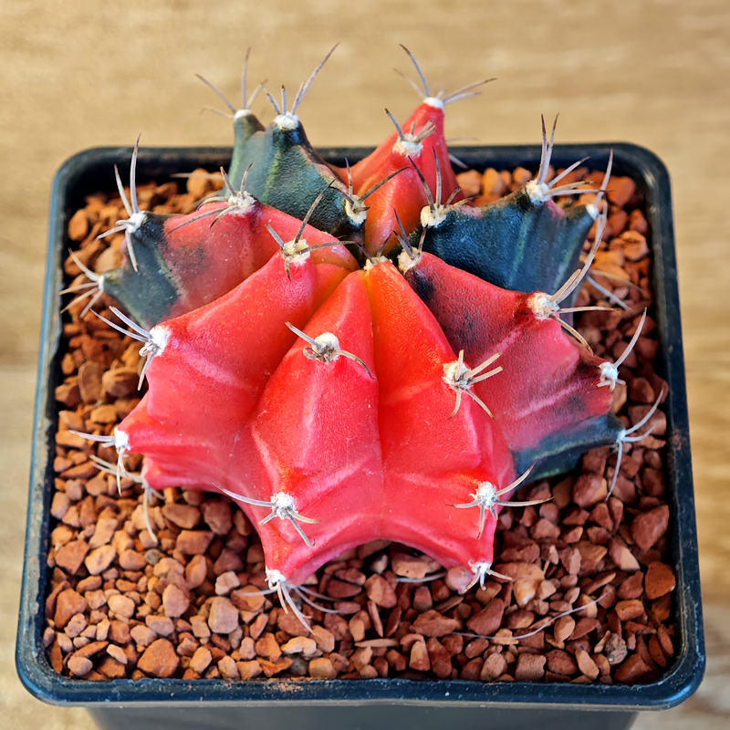 658 - Gymnocalycium mihanovichii f. variegata