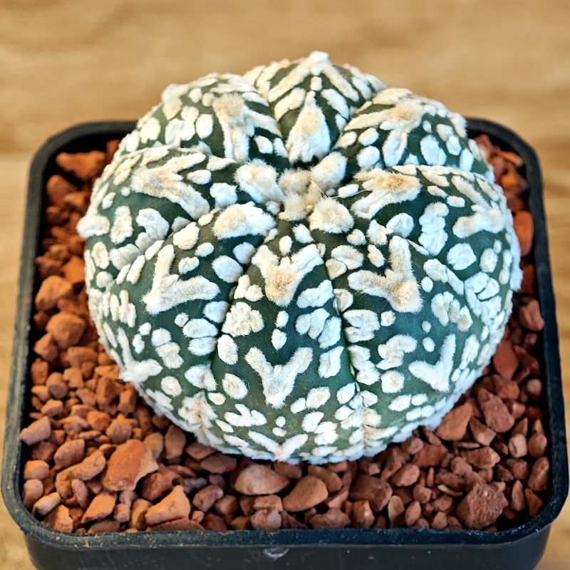 659 - Astrophytum asterias 'Super Kabuto' V-type