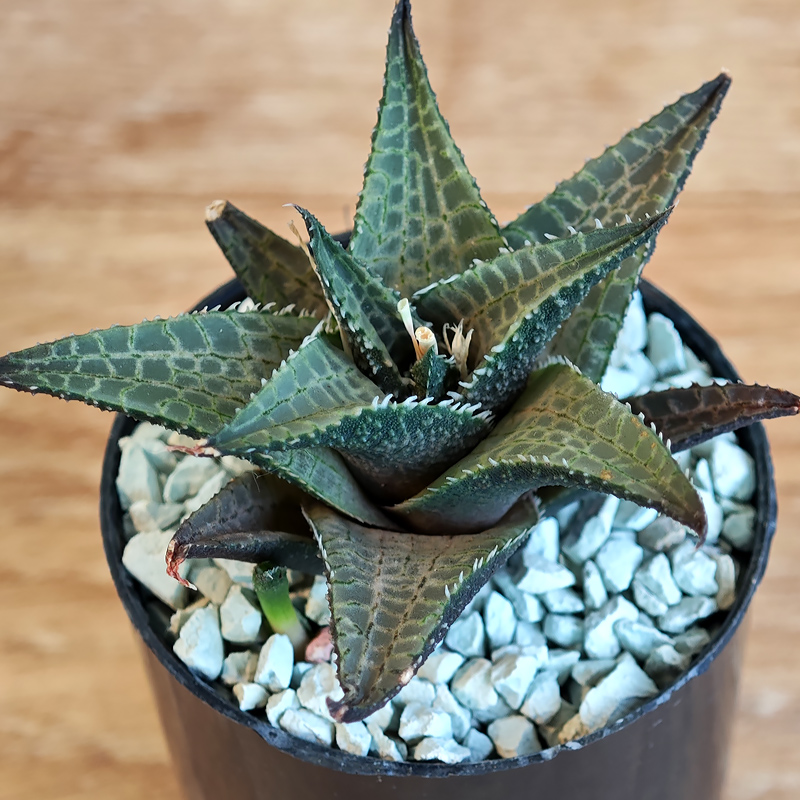 660 - Haworthia tesselata