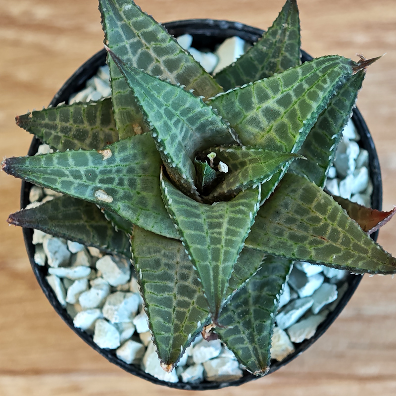 661 - Haworthia tesselata