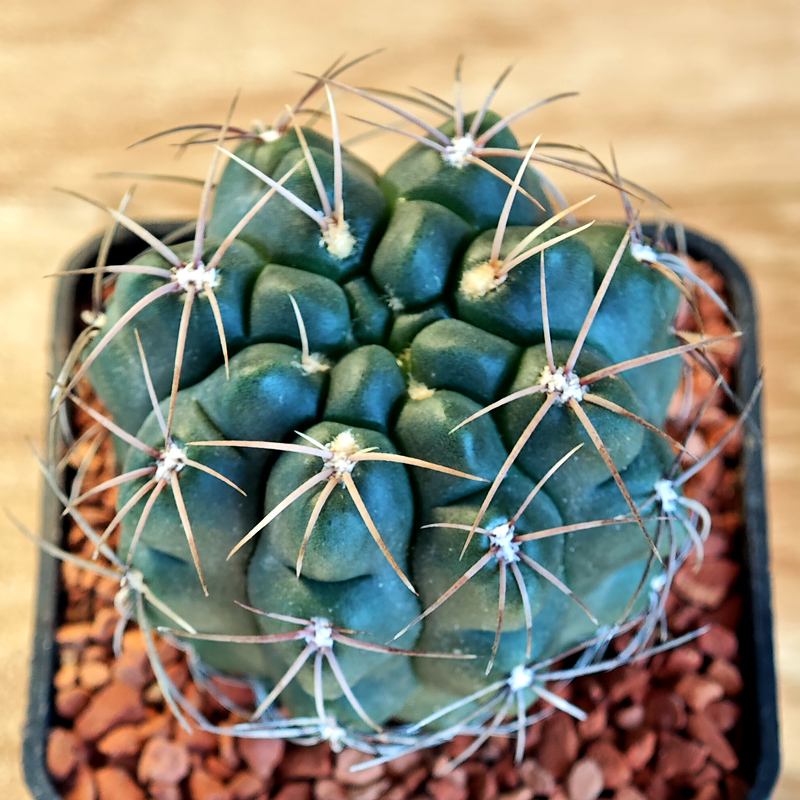 662 - Gymnocalycium denudatum