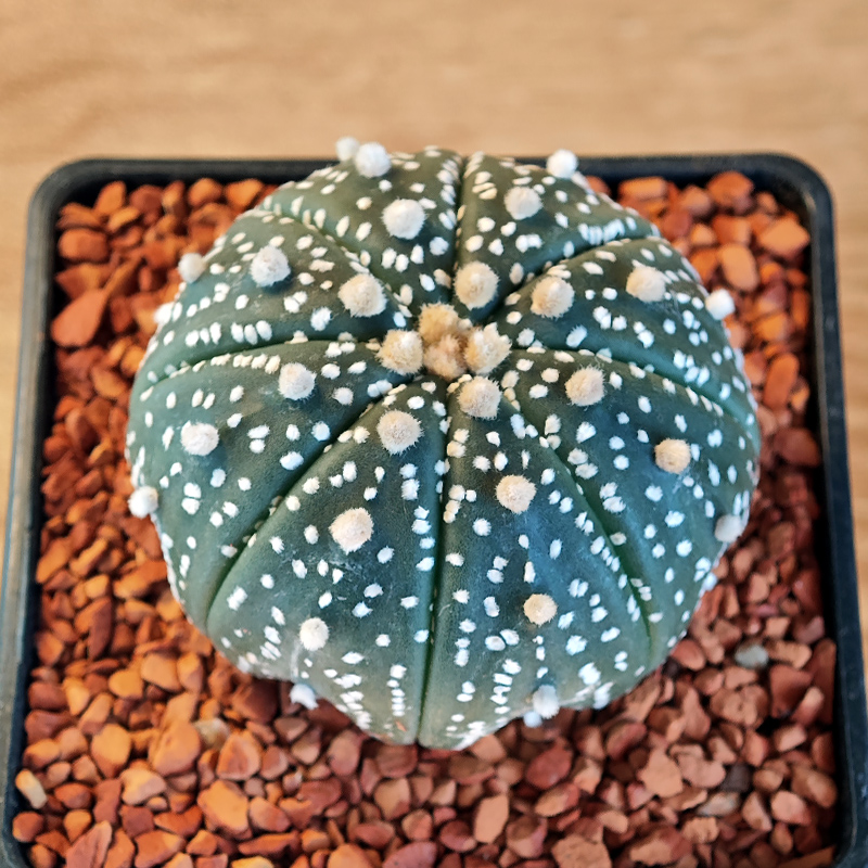 664 - Astrophytum asterias hybrid