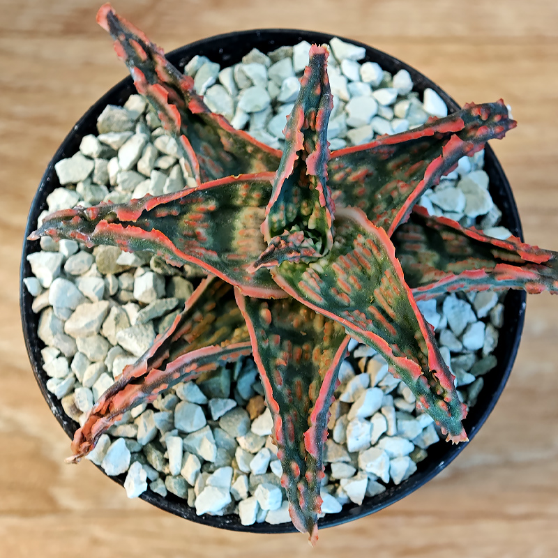 665 - Aloe hybrid 'TCT'