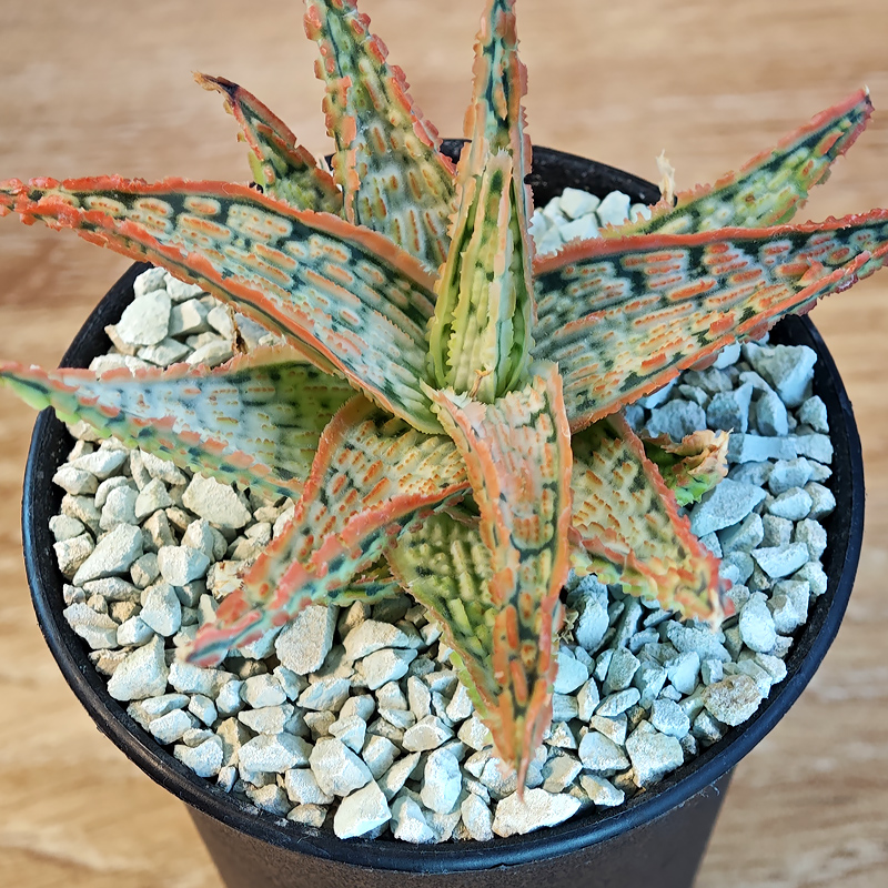 666 - Aloe hybrid 'TCT'