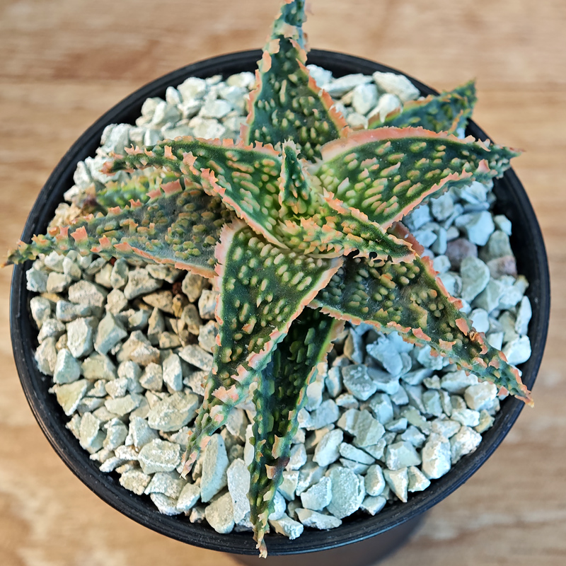 666 - Aloe hybrid 'TCT'