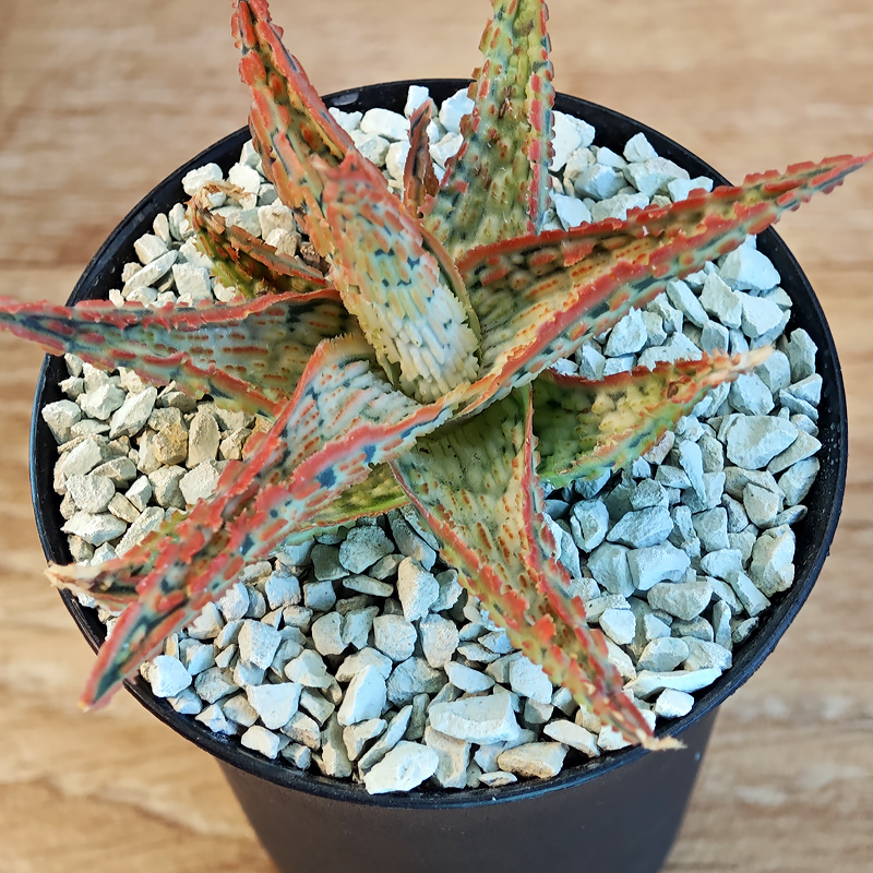 666 - Aloe hybrid 'TCT'