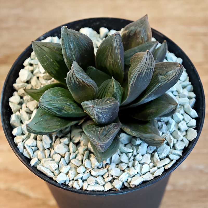 669 - Haworthia obtusa ‘Black star’