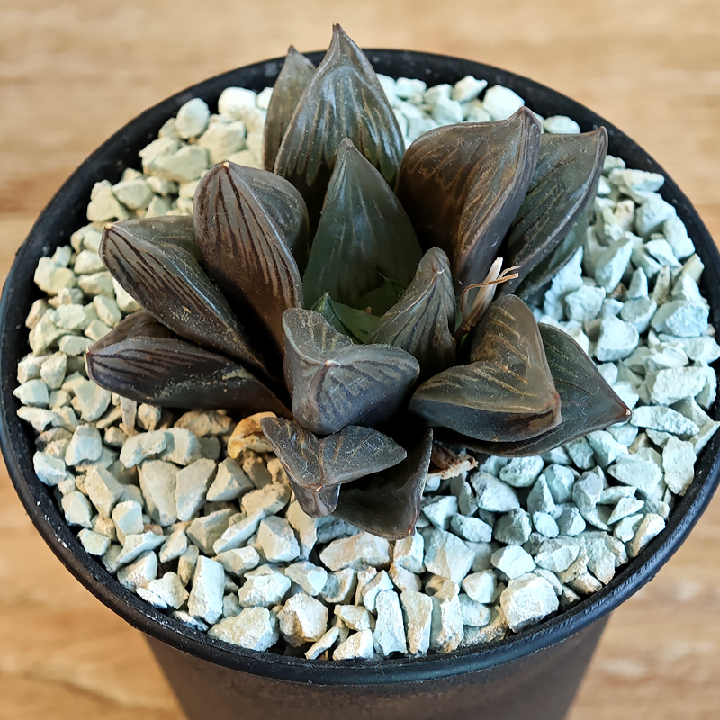 670 - Haworthia obtusa ‘Black star’