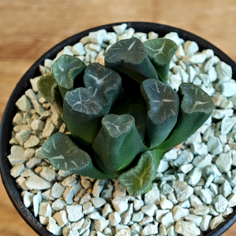671 - Haworthia maughanii
