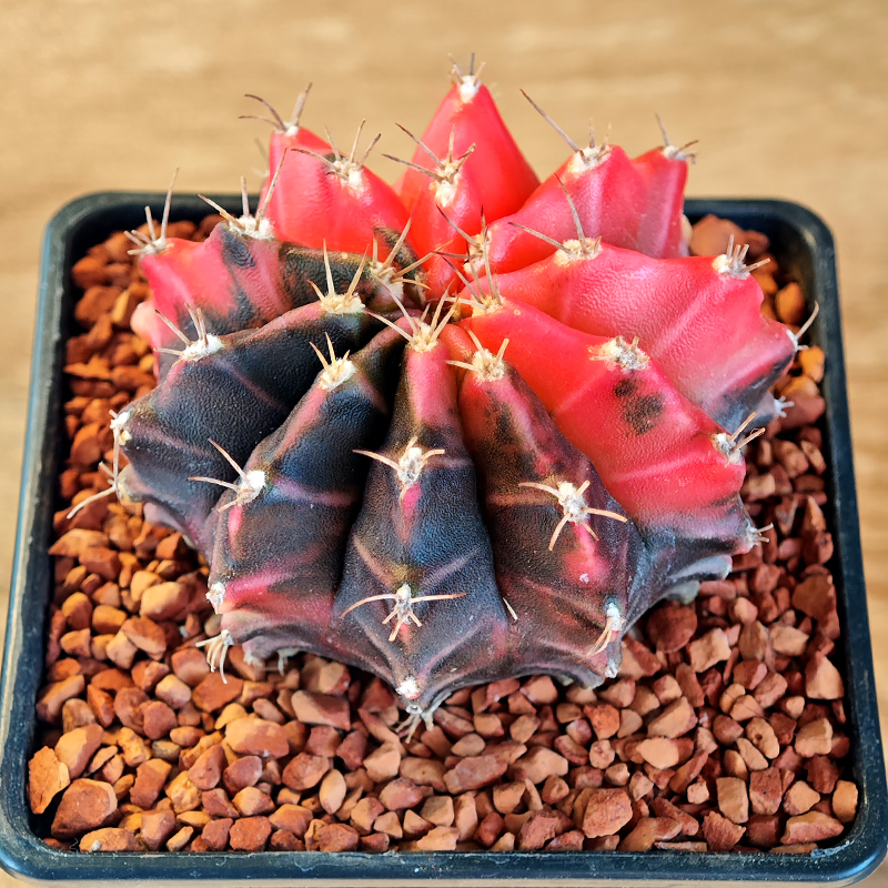 671 - Gymnocalycium mihanovichii f. variegata