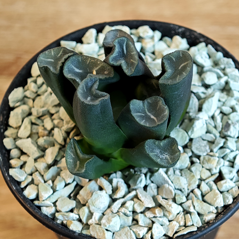 672 - Haworthia maughanii