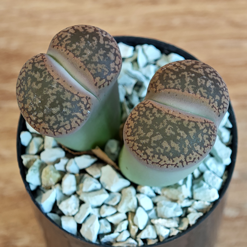 673 - Lithops aucampiae