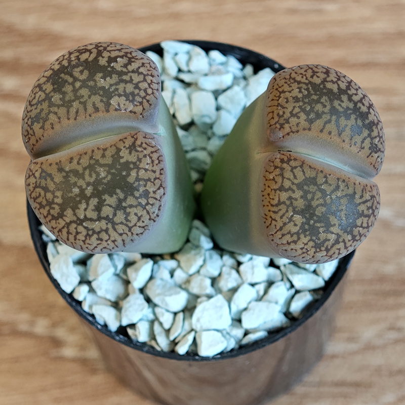 674 - Lithops aucampiae