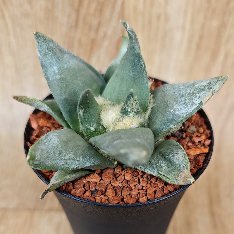 676 - Ariocarpus retusus