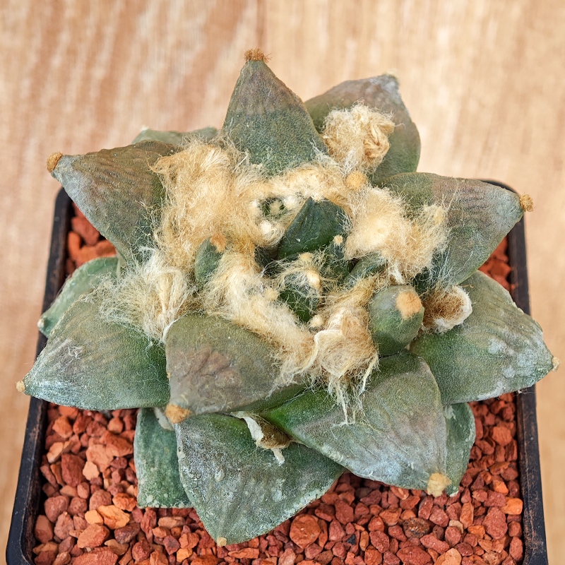 676 - Ariocarpus retusus