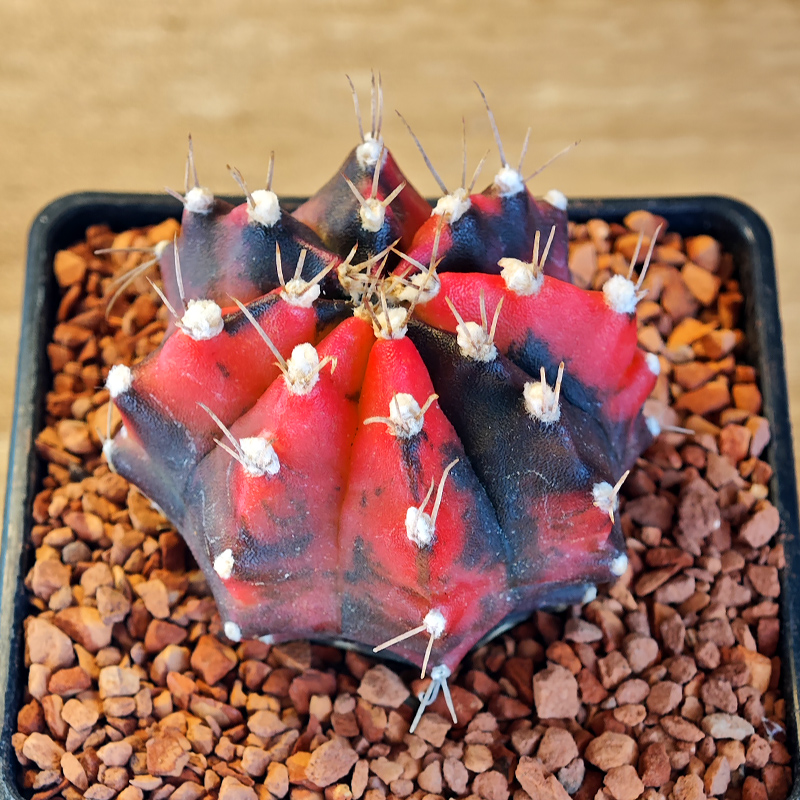 677 - Gymnocalycium mihanovichii f. variegata
